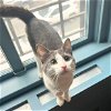 adoptable Cat in brooklyn, NY named Monterey