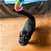 adoptable Cat in brooklyn, ny, NY named Bleu