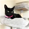 adoptable Cat in brooklyn, NY named Daphne Moris