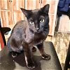 adoptable Cat in brooklyn, NY named Martin
