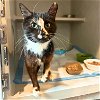 adoptable Cat in brooklyn, NY named Trixie