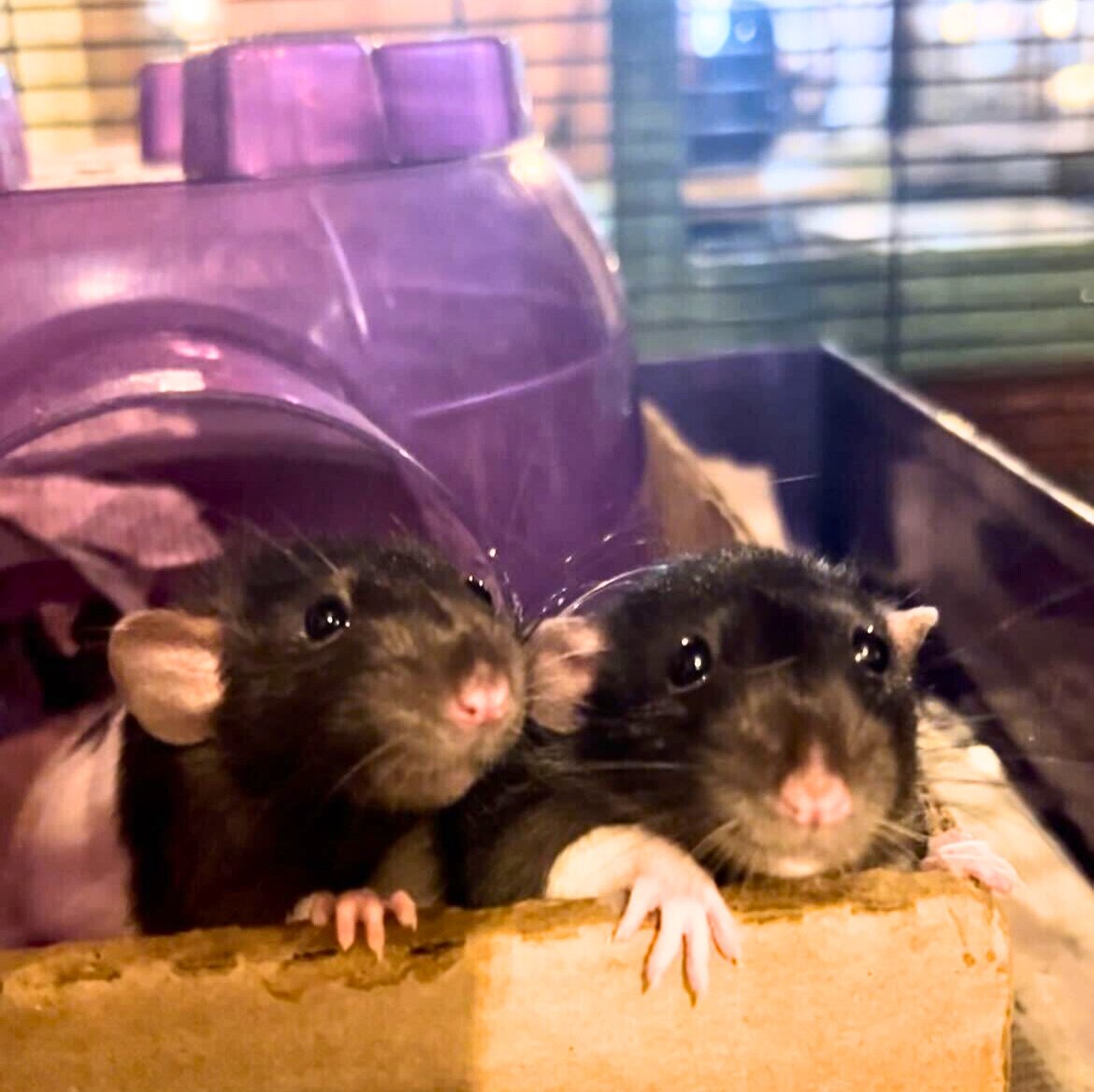 adoptable Rat in Brooklyn, NY named The N Litter