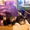 adoptable Rat in brooklyn, NY named The N Litter