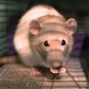 adoptable Rat in brooklyn, NY named The S Litter