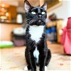 adoptable Cat in brooklyn, NY named Mary Shelley