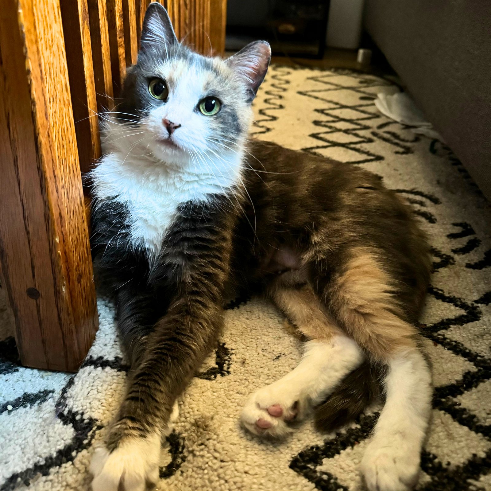 adoptable Cat in Brooklyn, NY named Cheese Bus Livonia