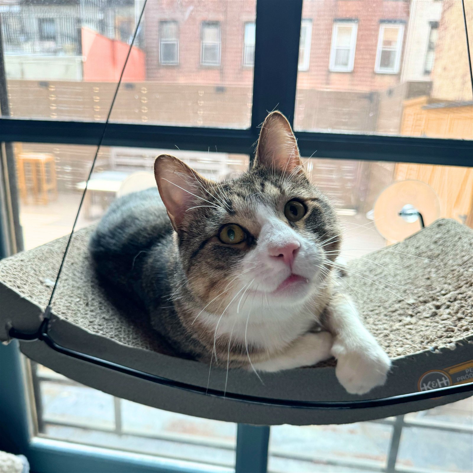adoptable Cat in Brooklyn, NY named Queso
