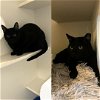 adoptable Cat in brooklyn, NY named Mr. Whiskers & Talulla