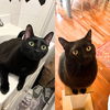 adoptable Cat in Brooklyn, NY named Mr. Whiskers & Talulla