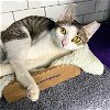 adoptable Cat in brooklyn, NY named Parrot Powell
