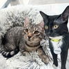 adoptable Cat in Brooklyn, NY named Damask & Siobahn