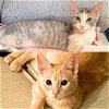 adoptable Cat in brooklyn, NY named Ms. Endive & Pillsbury