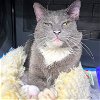 adoptable Cat in brooklyn, NY named Count Christopher