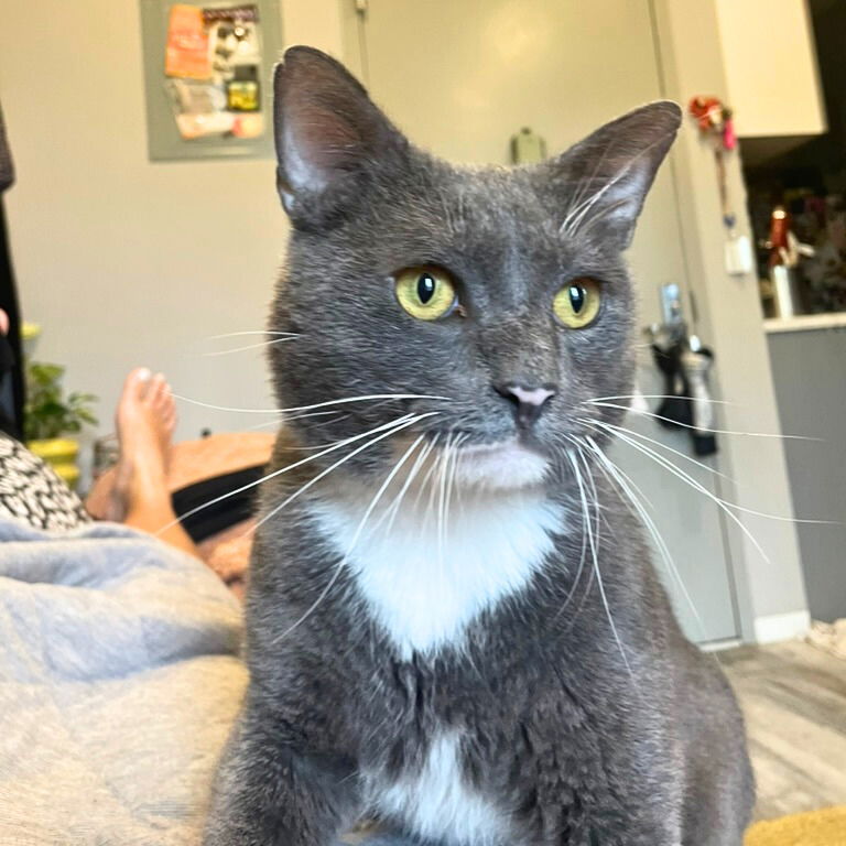 adoptable Cat in Brooklyn, NY named Count Christopher