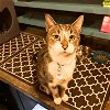 adoptable Cat in brooklyn, NY named Sweet Cheeks