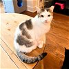adoptable Cat in brooklyn, ny, NY named Bunnie Blake