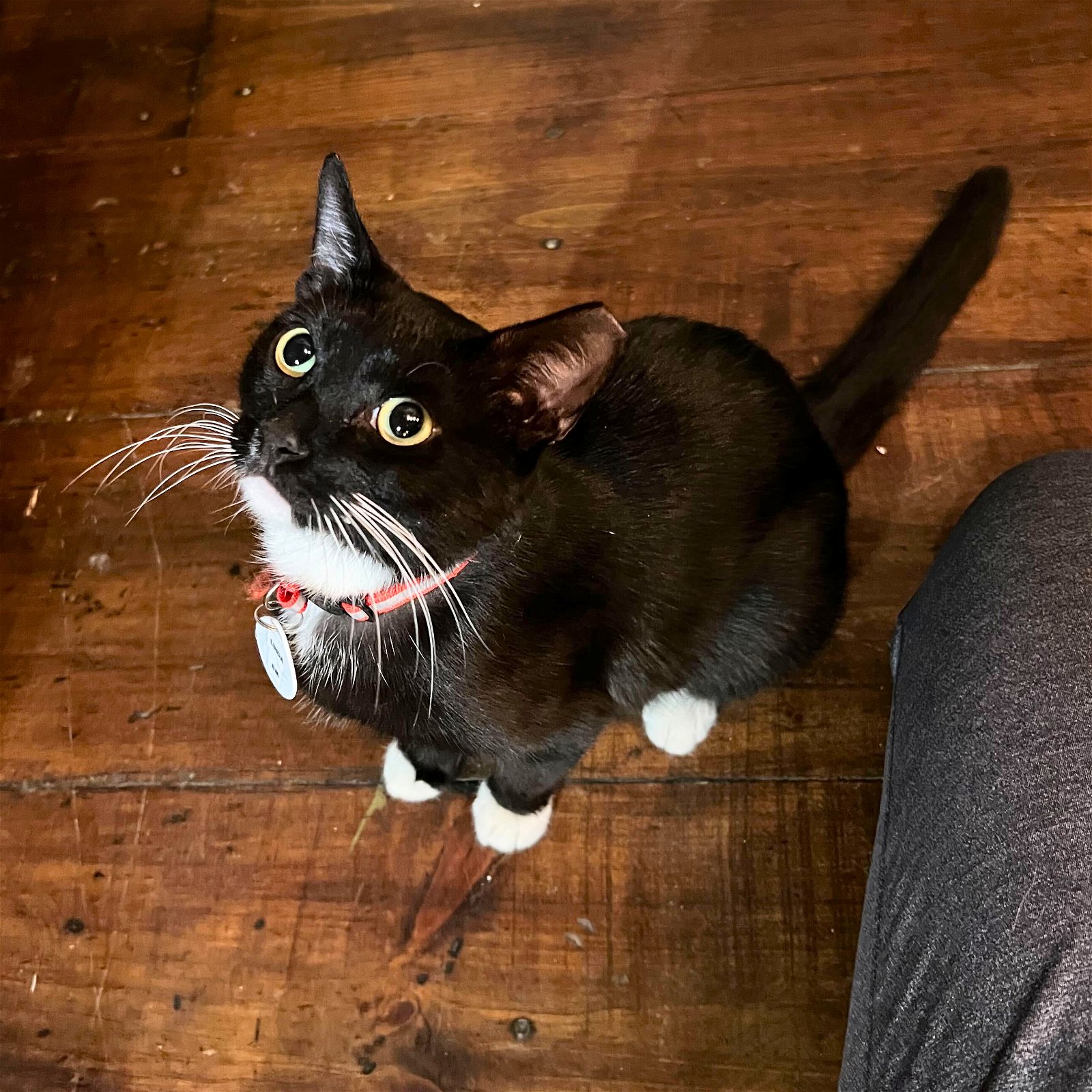 adoptable Cat in Brooklyn, NY named Linda