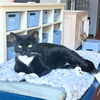 adoptable Cat in brooklyn, NY named Linda