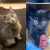 adoptable Cat in brooklyn, NY named Oberon & Ileum
