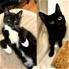 adoptable Cat in brooklyn, NY named Ghost & Niobe