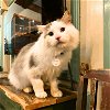 adoptable Cat in , NY named Furrnando