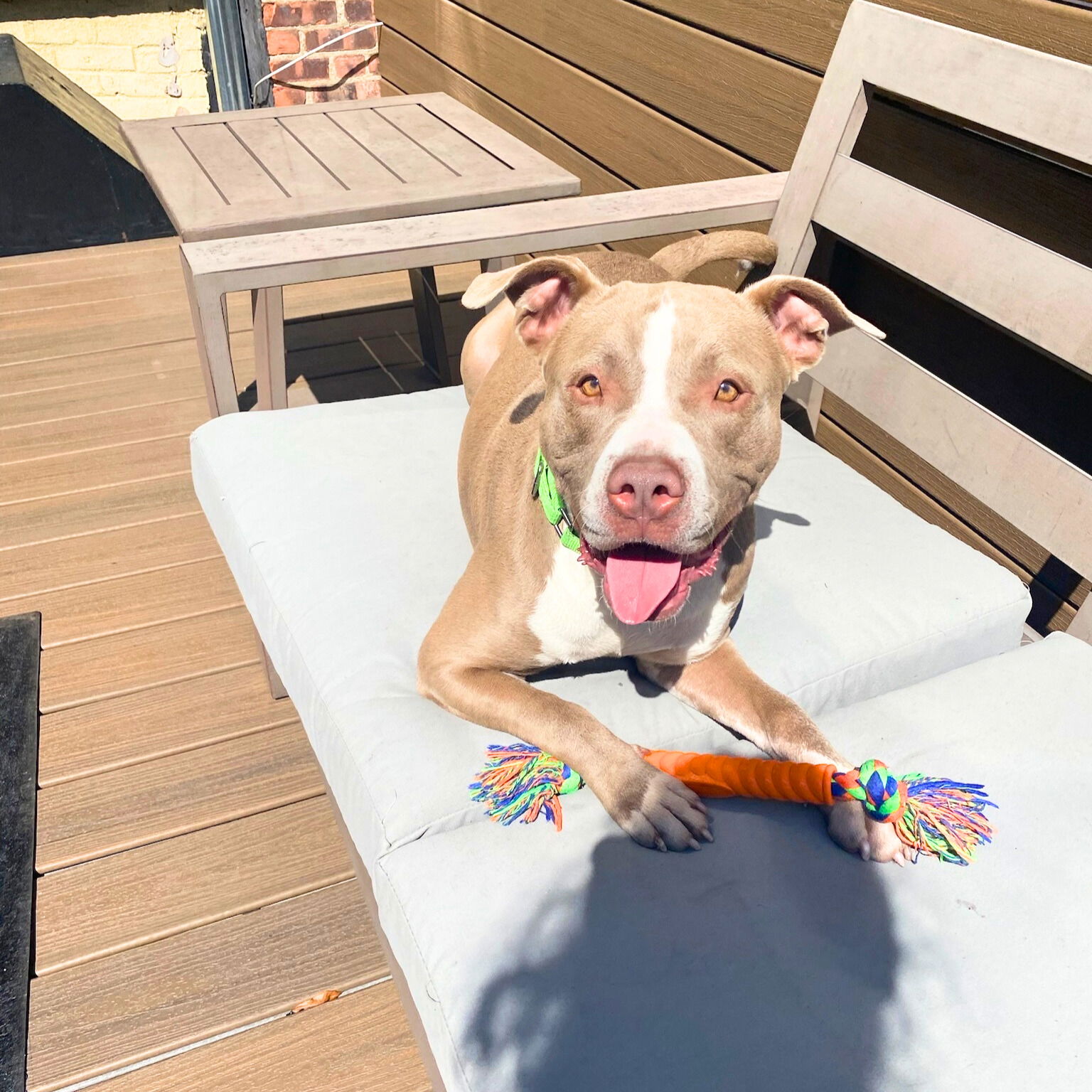 adoptable Dog in Brooklyn, NY named Hugo, the hippo