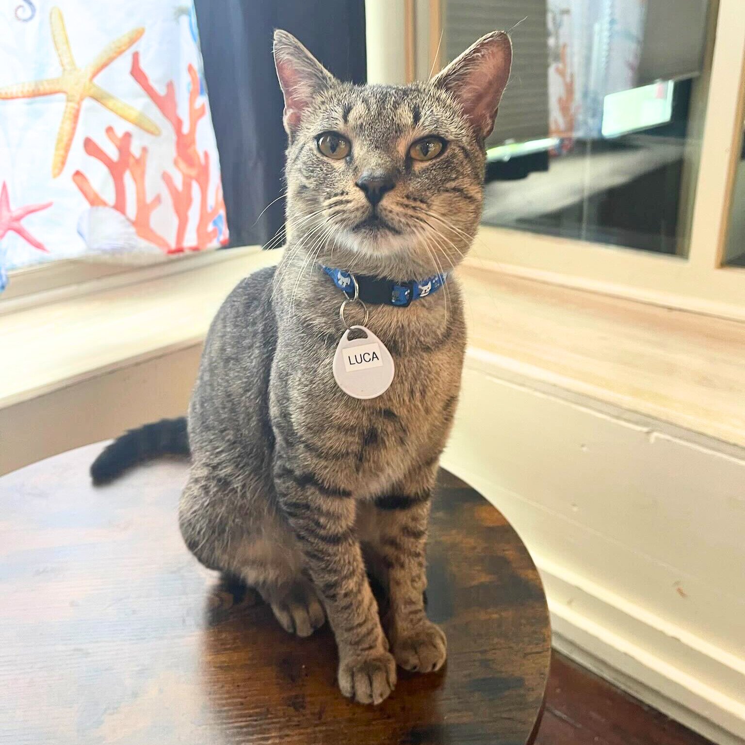 adoptable Cat in Brooklyn, NY named Luca