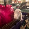 adoptable Rat in  named Tom Holland