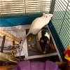 adoptable Rat in  named Aziraphale & Crowley