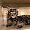 adoptable Cat in , NY named Flop