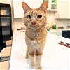 adoptable Cat in , NY named Durian Ice Cream Kid