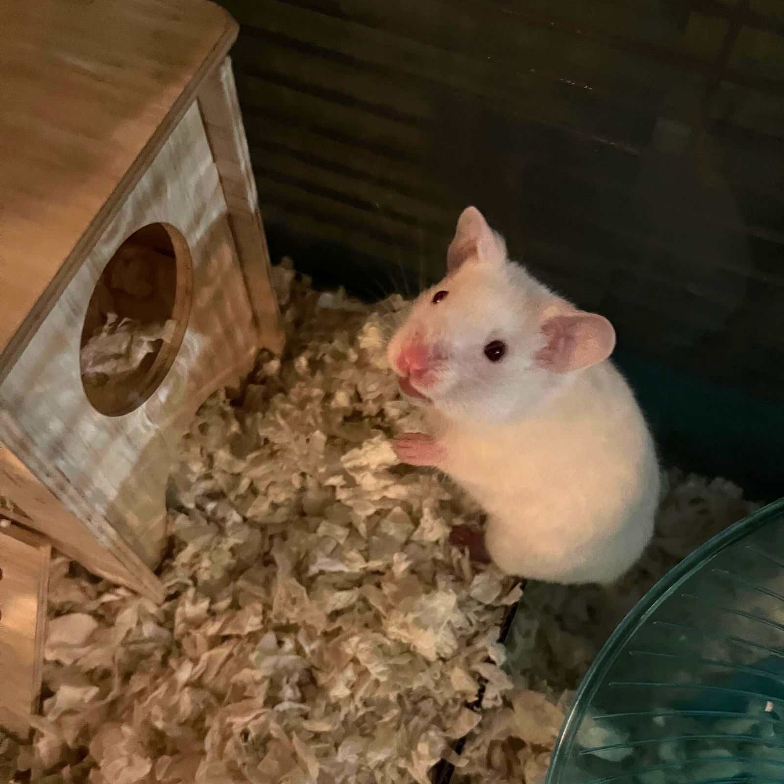 adoptable Hamster in Brooklyn, NY named Cue Ball