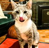 adoptable Cat in Brooklyn, NY named Pink Francois