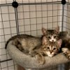 adoptable Cat in , NY named Din & Neyru