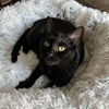 adoptable Cat in Brooklyn, NY named Niobe