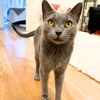 adoptable Cat in Brooklyn, NY named Moonstone