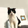 adoptable Cat in Brooklyn, NY named Gunther