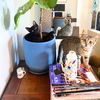 adoptable Cat in Brooklyn, NY named Navi & Tael