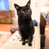 adoptable Cat in Brooklyn, NY named Thomas