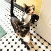 adoptable Cat in Brooklyn, NY named Hippolyta & Penthesilia