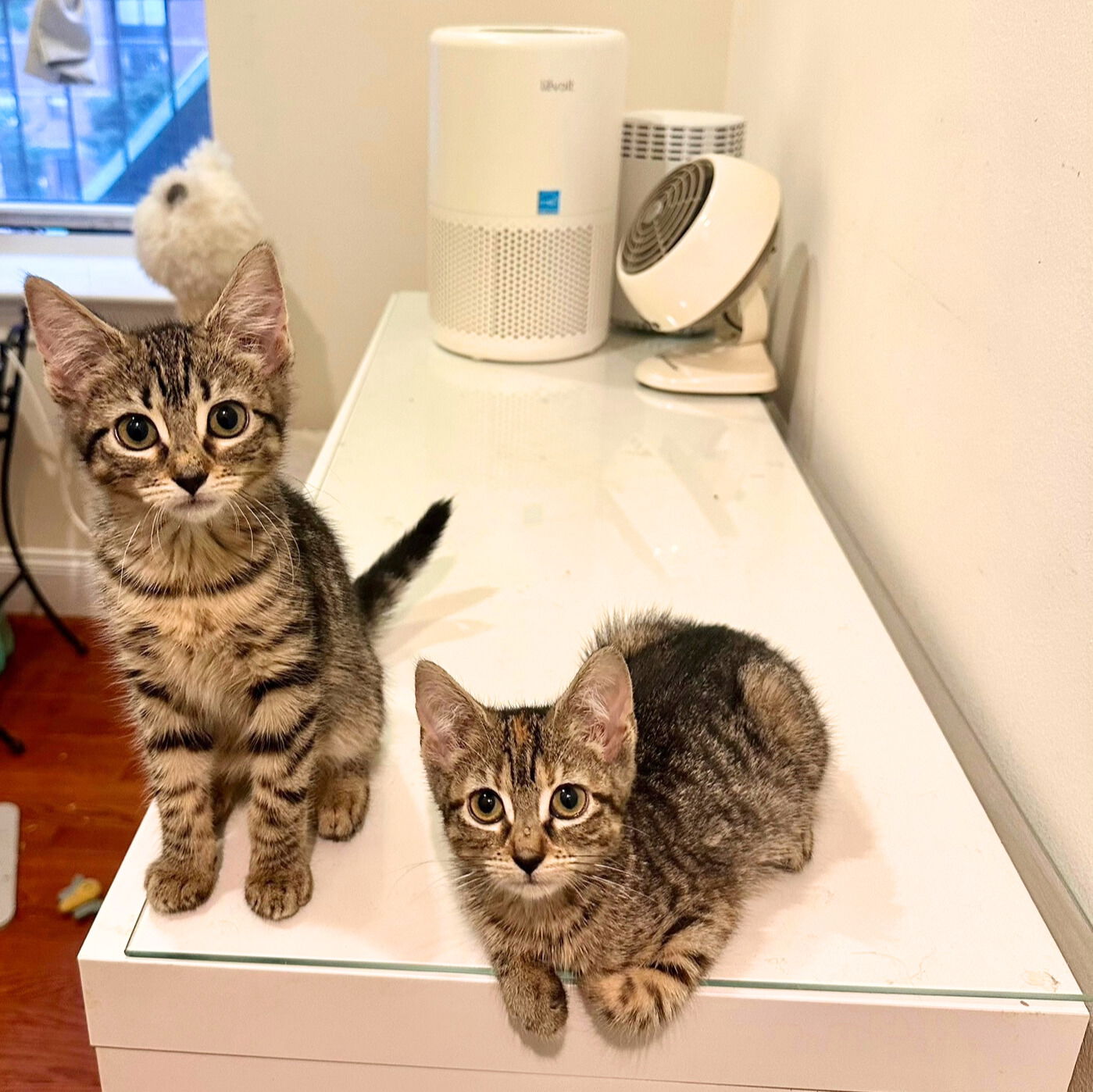 adoptable Cat in Brooklyn, NY named Cordelia & Teddy