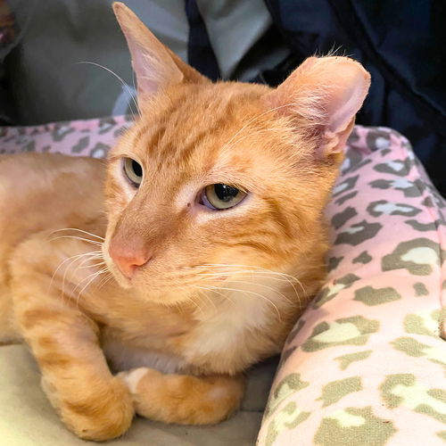 picture of the cat needing adoption