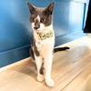 adoptable Cat in Brooklyn, NY named Casey