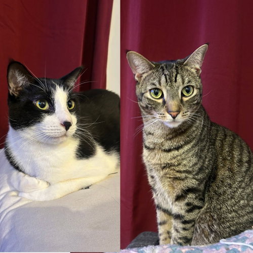 MUNG DAAL & SCHNITZEL - Domestic Short Hair for adoption in Jersey City