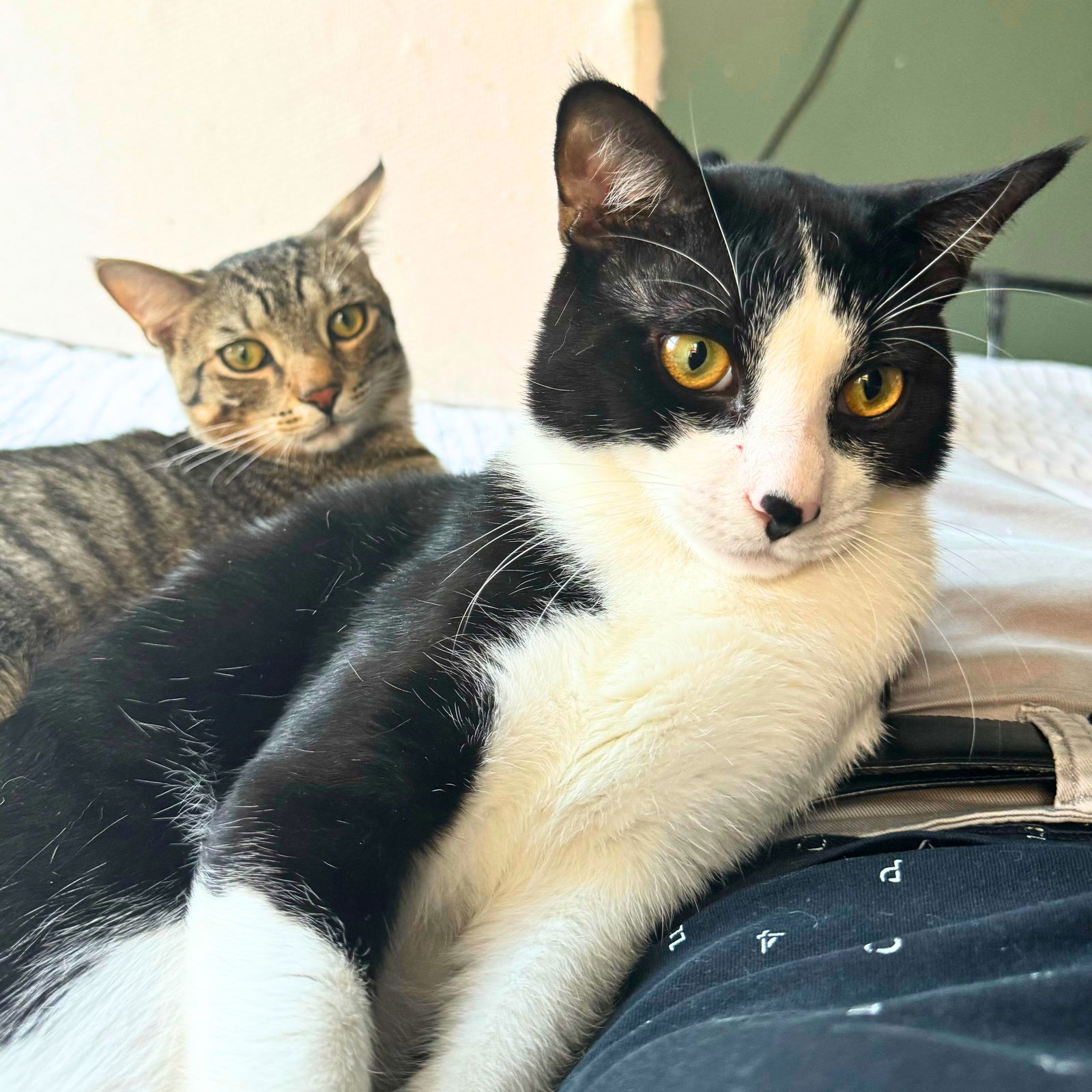 adoptable Cat in Brooklyn, NY named Mung Daal & Schnitzel