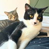 adoptable Cat in Brooklyn, NY named Mung Daal & Schnitzel