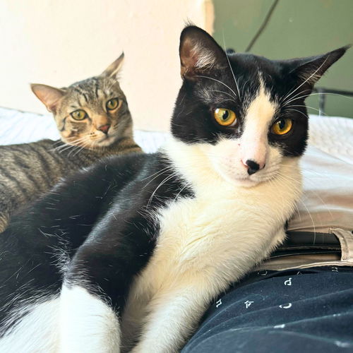 picture of the cat needing adoption
