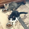 Mung Daal & Schnitzel - Photo 2