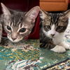 adoptable Cat in Brooklyn, NY named Bosphorus & Quinn