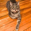 adoptable Cat in brooklyn, NY named Shackleton